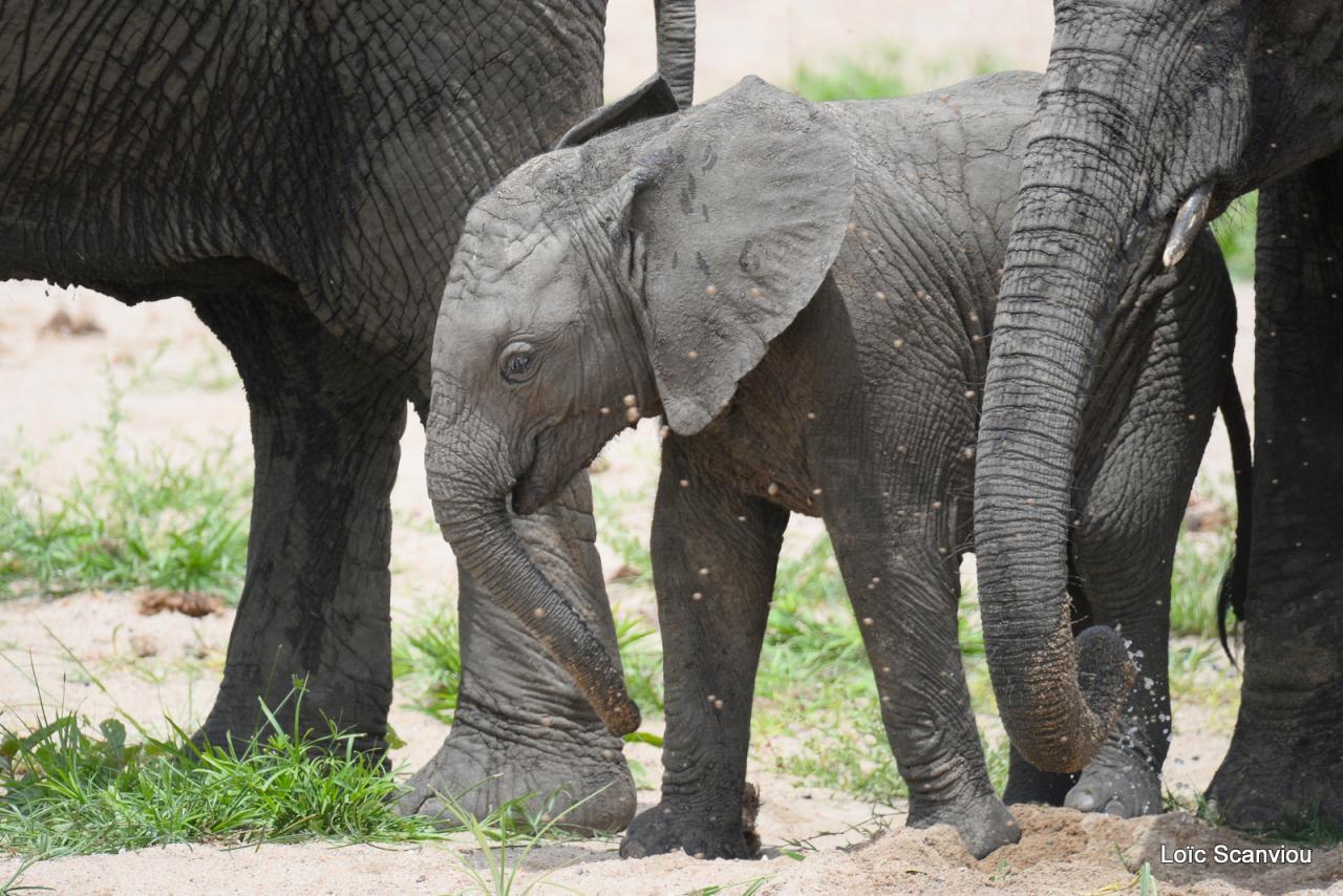 Eléphant (90)