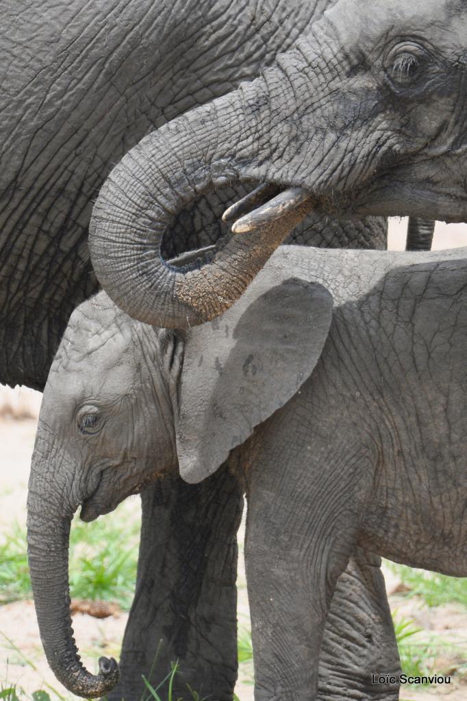 Eléphant (91)