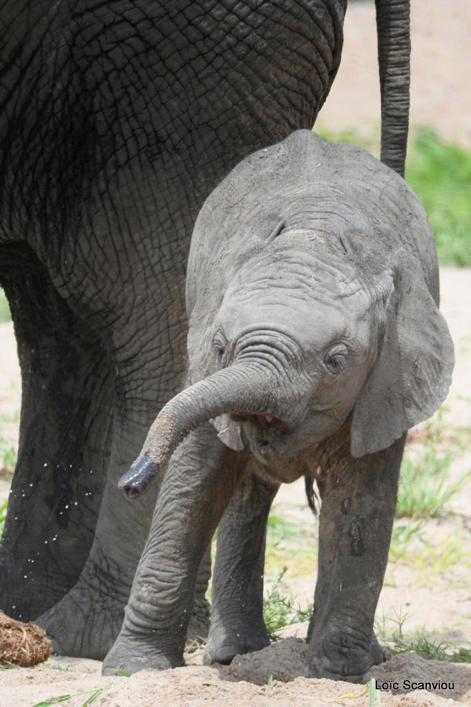 Eléphant (95)