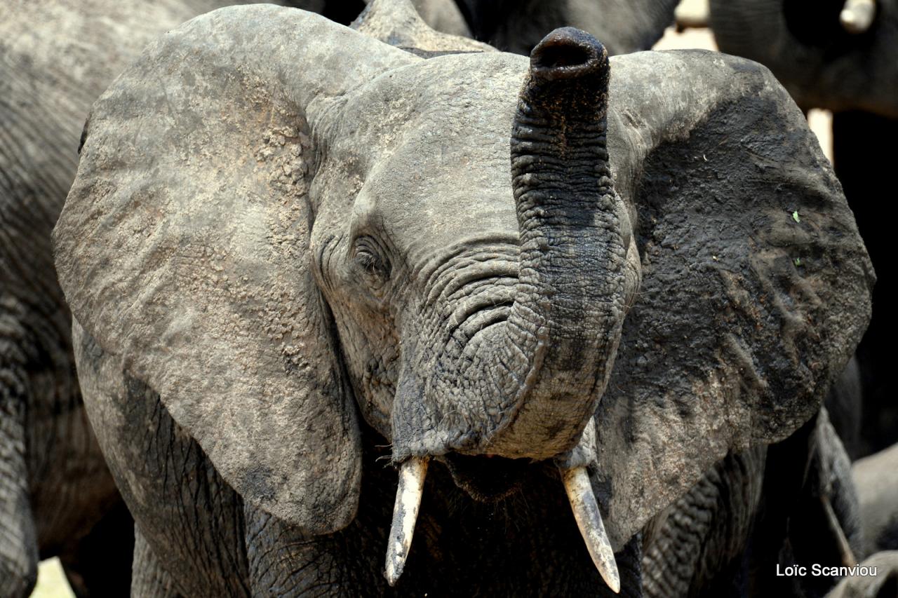 Eléphant (96)
