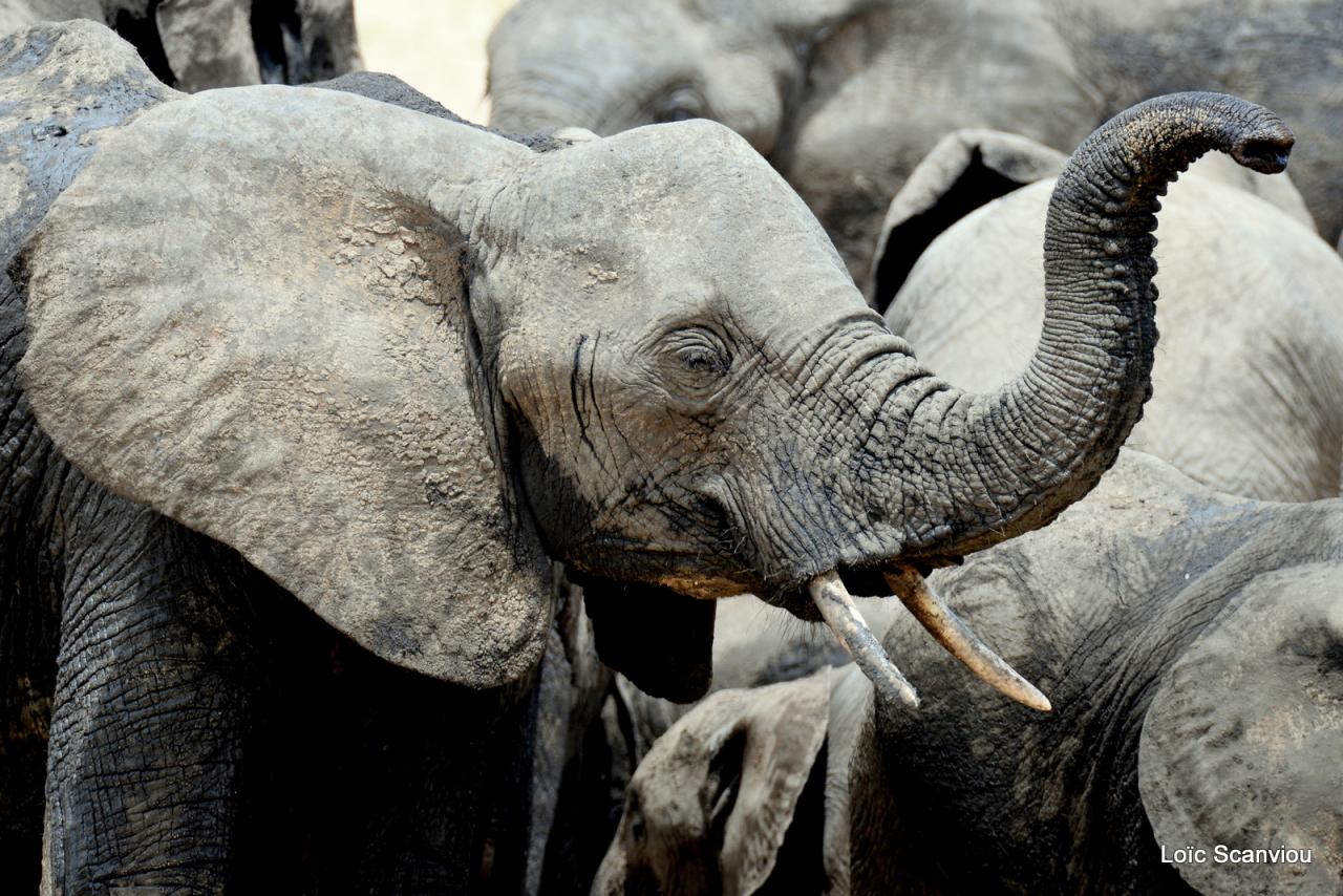 Eléphant (97)