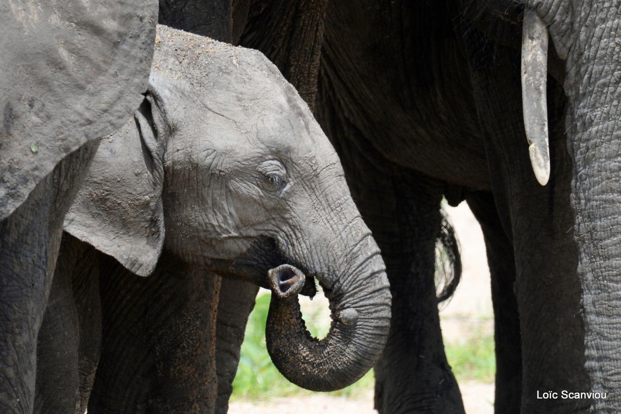 Eléphant (98)