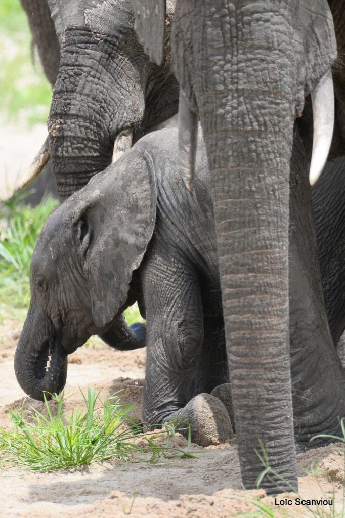 Eléphant (100)