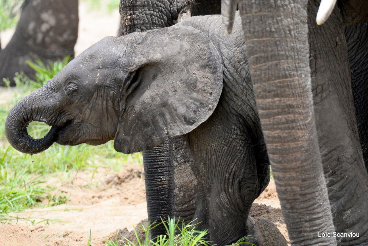 Eléphant (101)