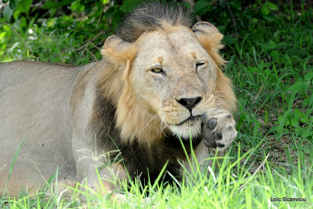 Lion (55)