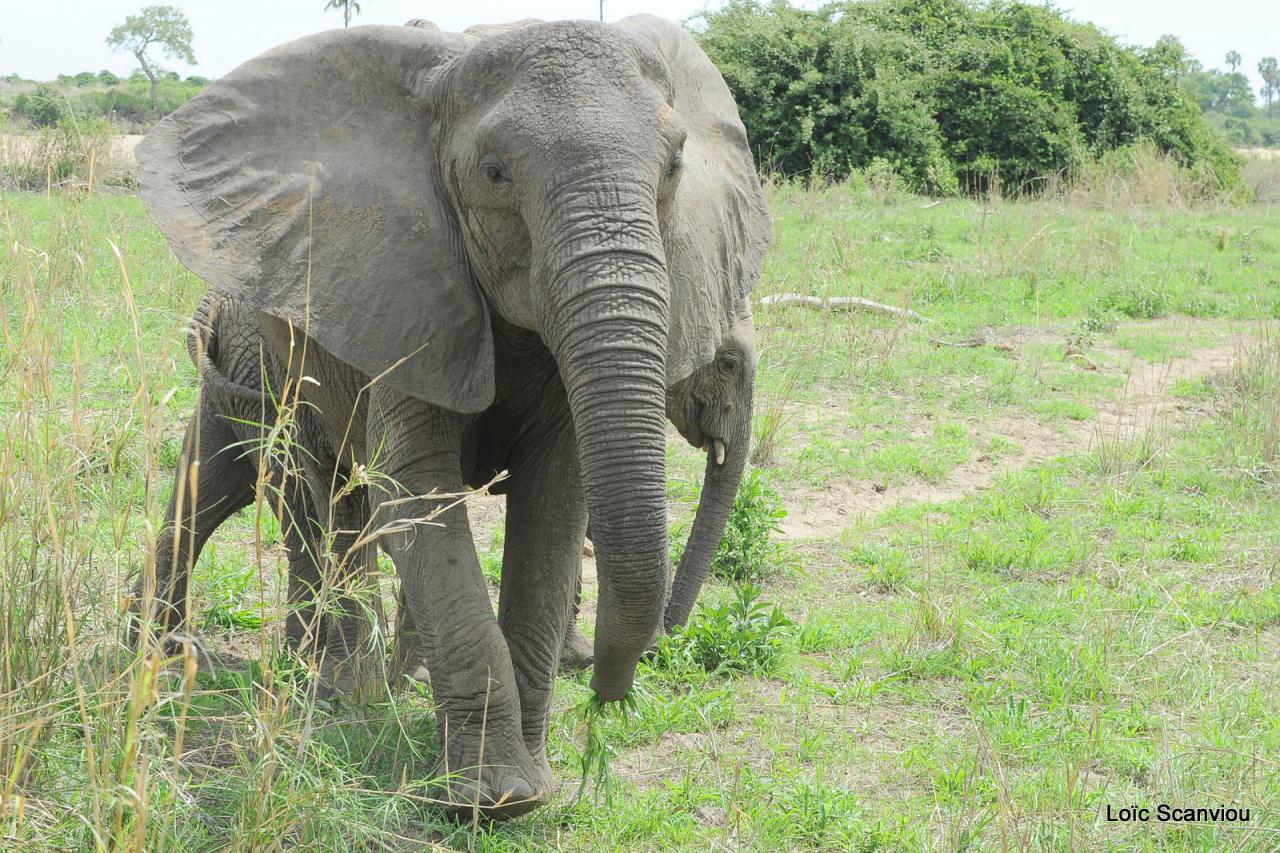 Eléphant (102)