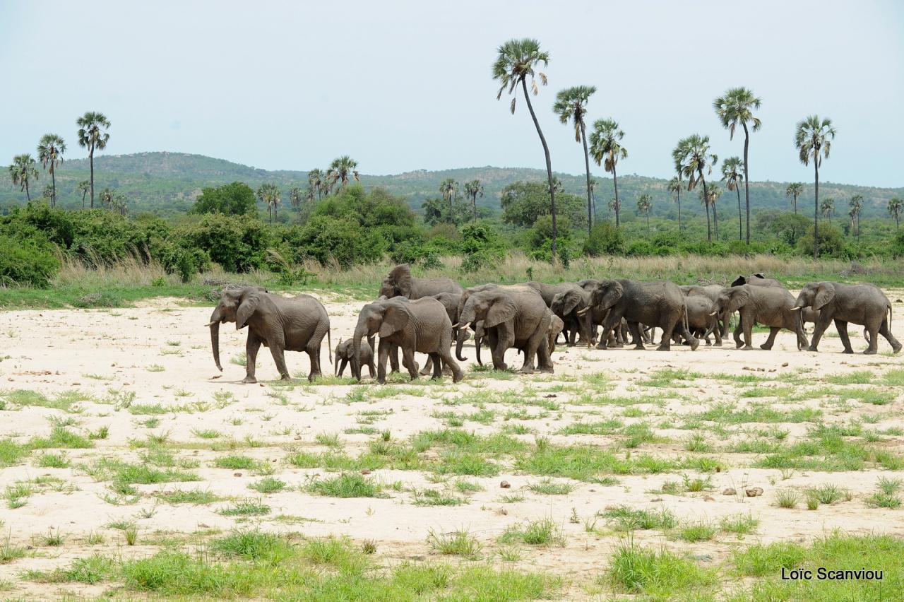Eléphant (104)