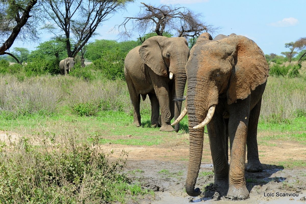 Ruaha 311 