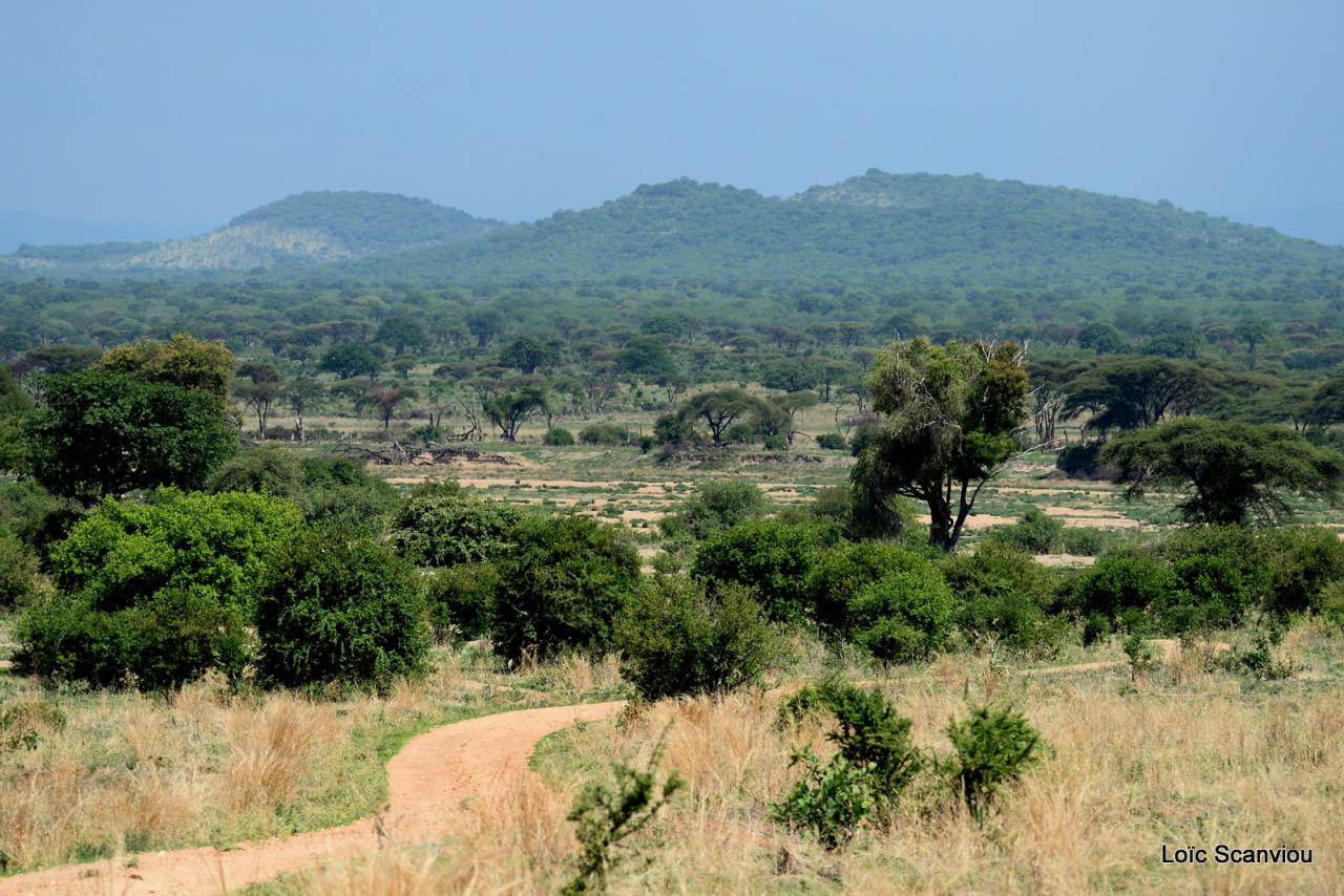Ruaha (19)