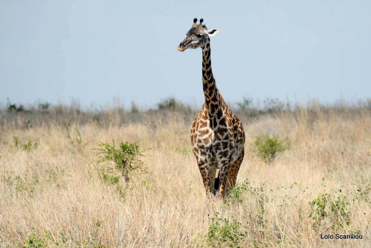 Girafe/Giraffe (10)