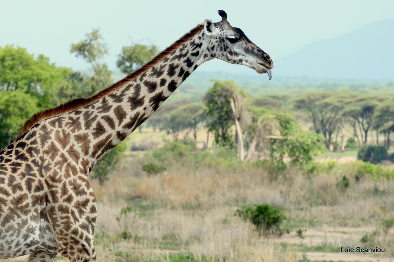 Girafe/Giraffe (11)