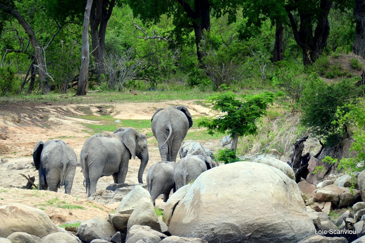 Ruaha 314 