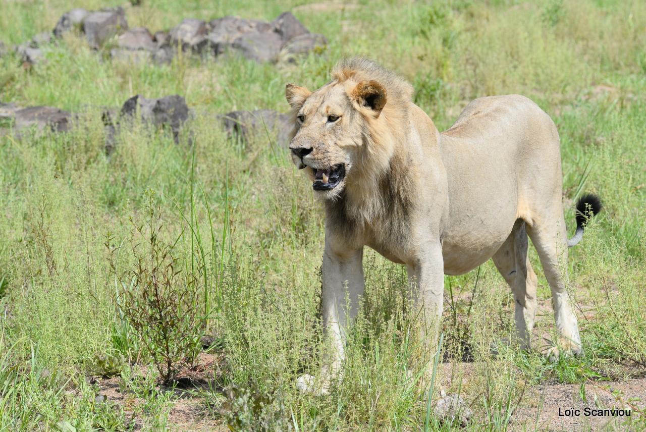 Lion (56)