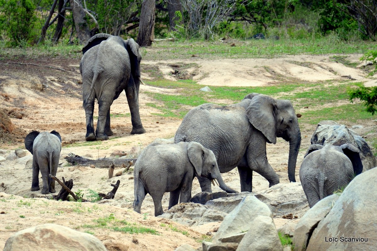 Ruaha 315 