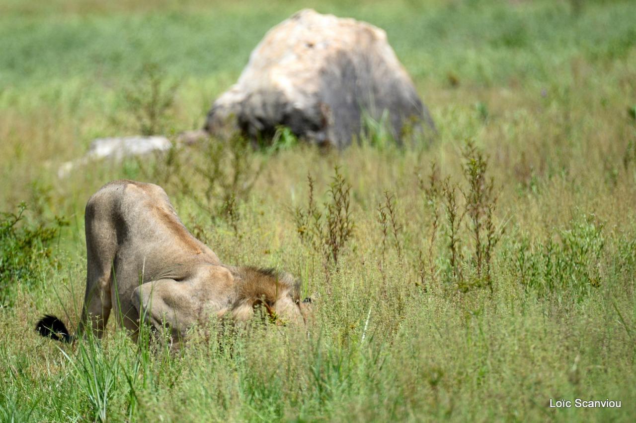 Lion (57)