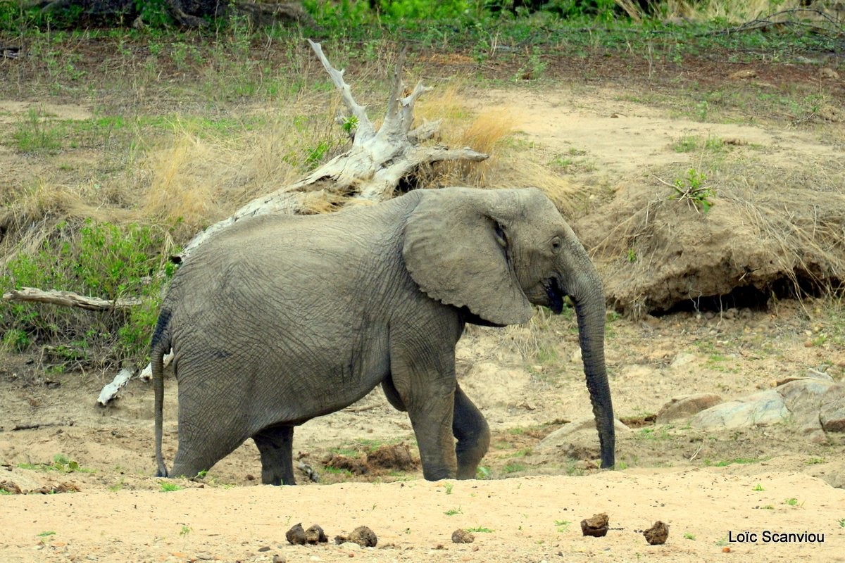 Ruaha 316 