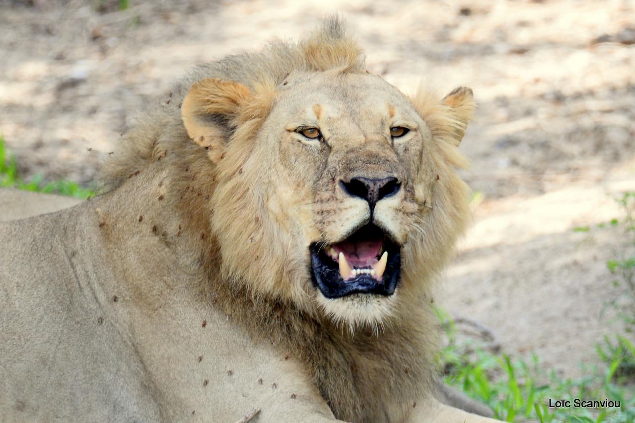 Lion (58)