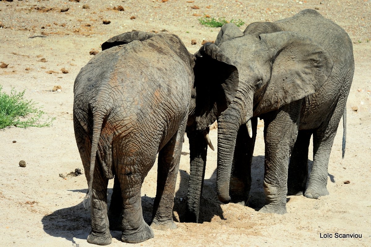 Ruaha 317 