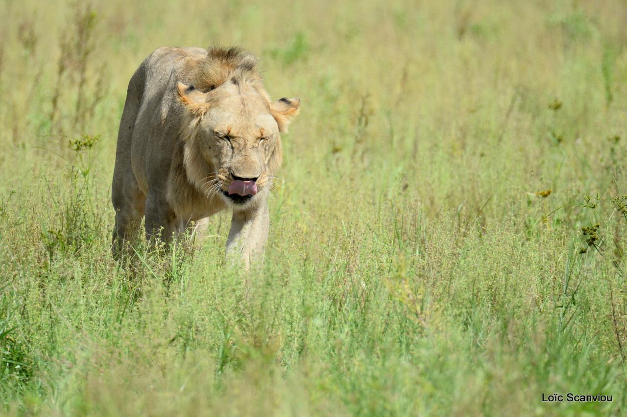 Lion (59)