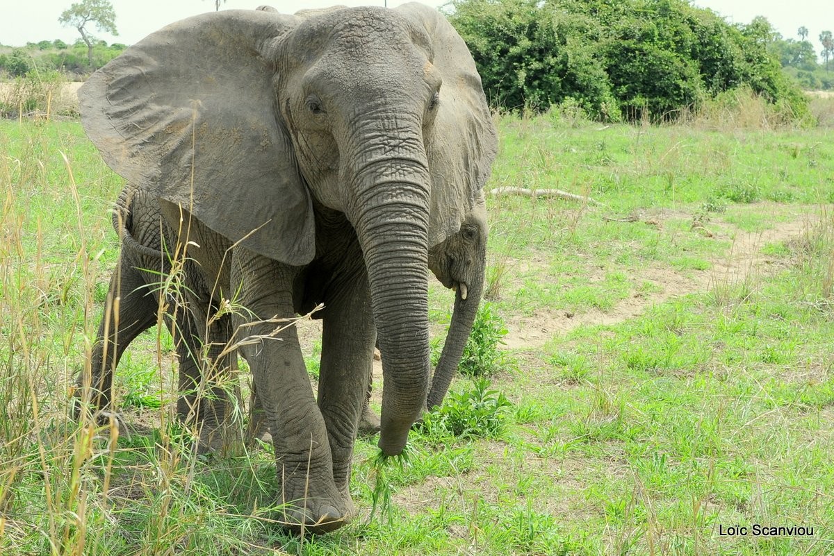 Ruaha 318 