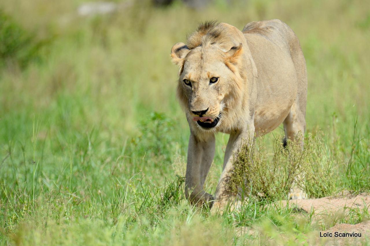 Lion (60)