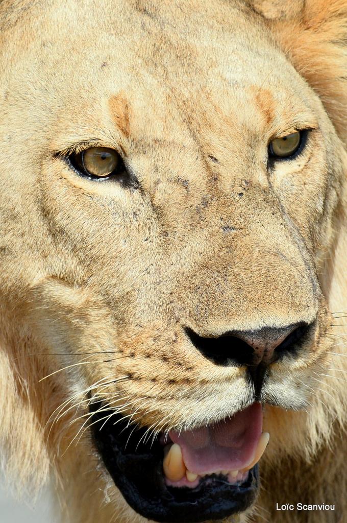 Lion (61)