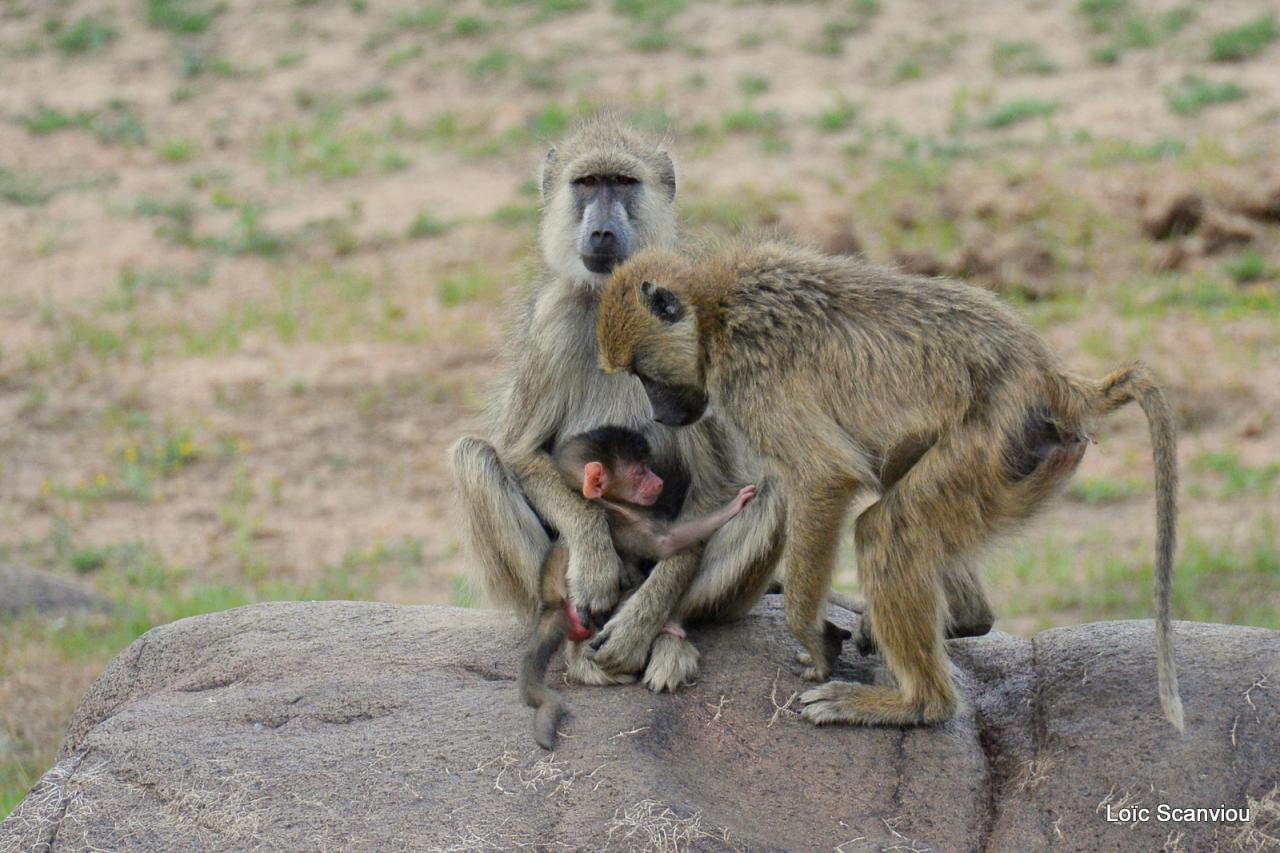Babouin/Baboon (1)