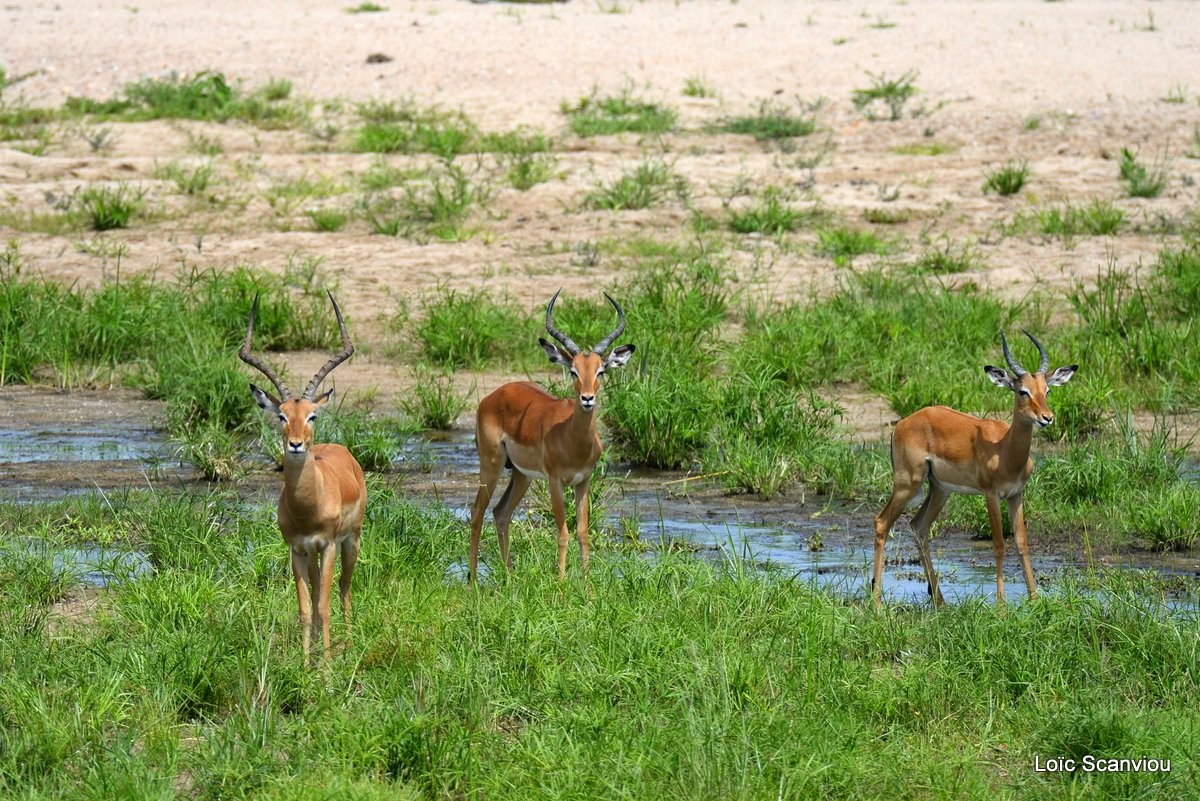 Impala (1)