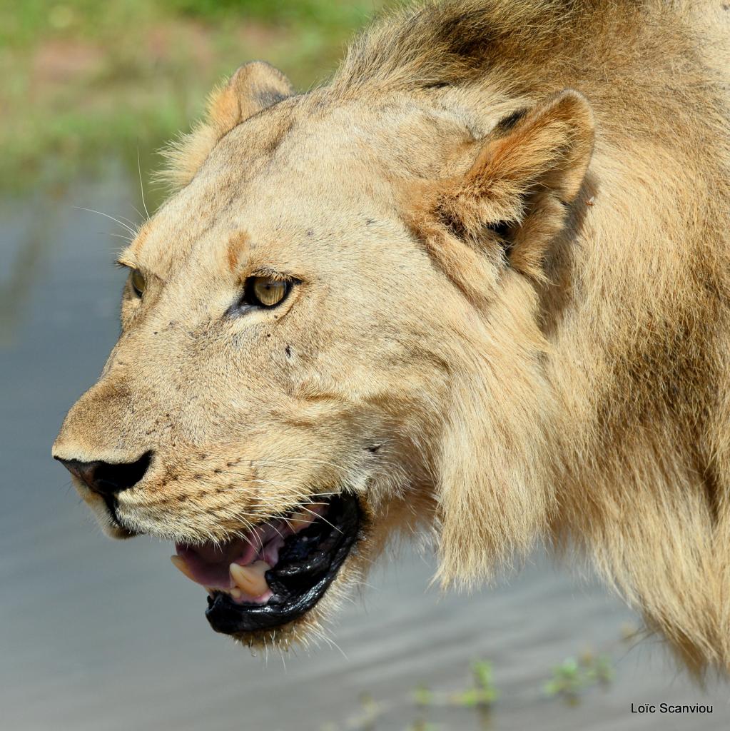 Lion (62)
