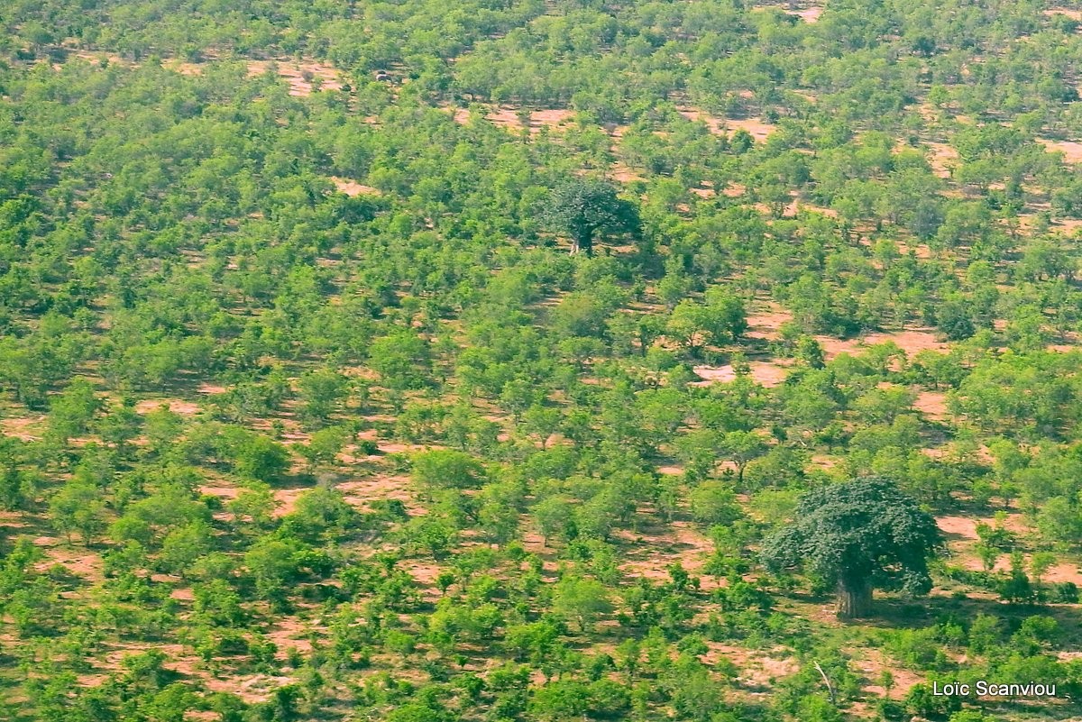 Ruaha vu du ciel (6)