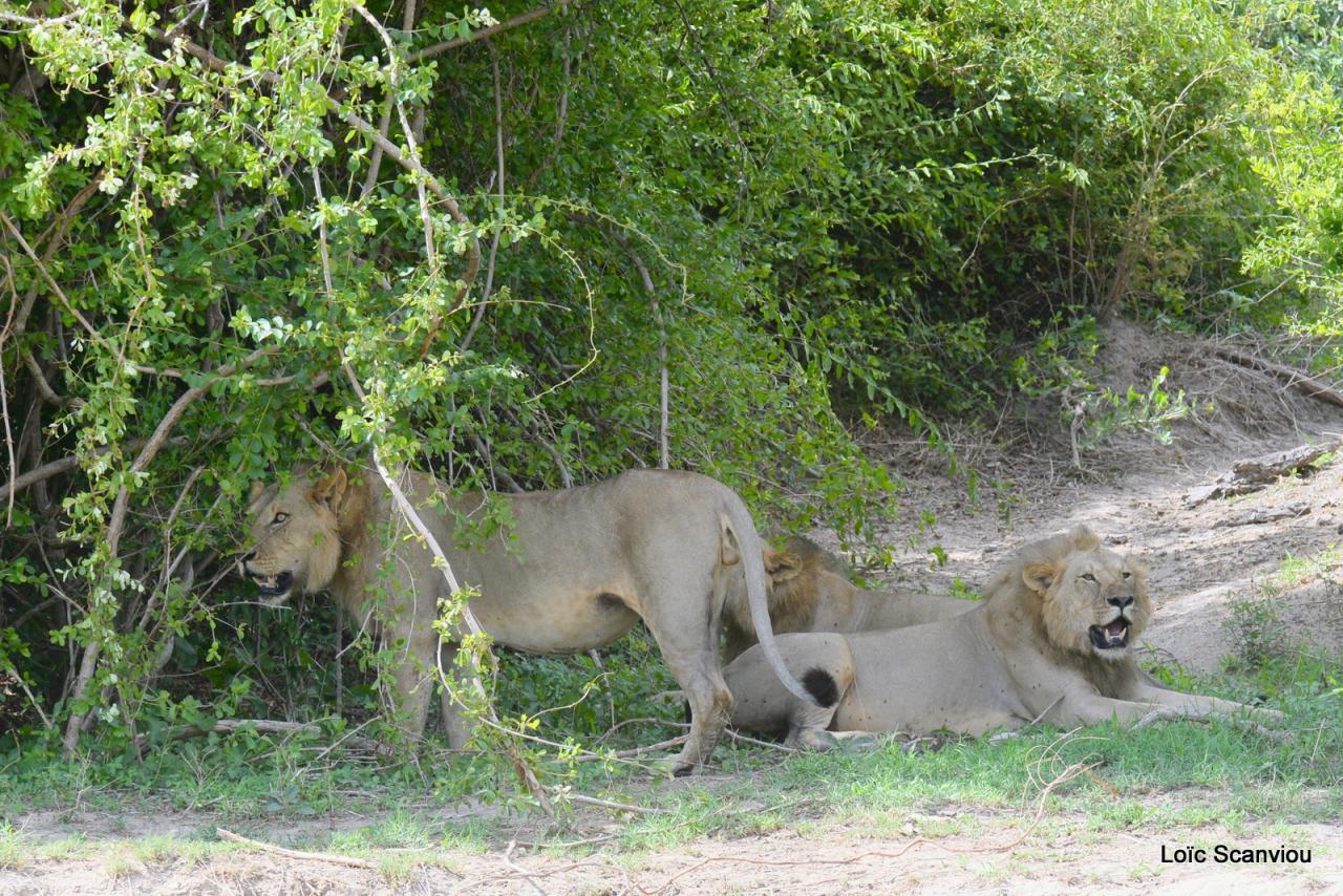 Lion (63)