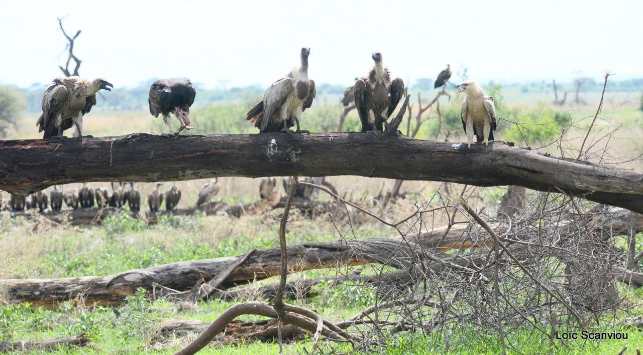 Vautours/Vultures (2)