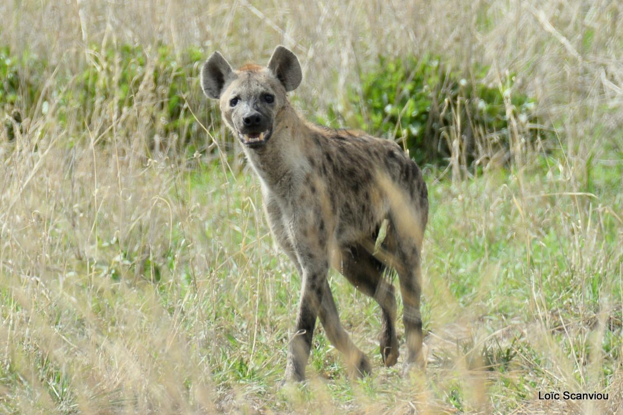 Hyène tachetée/Spotted Hyena (3)