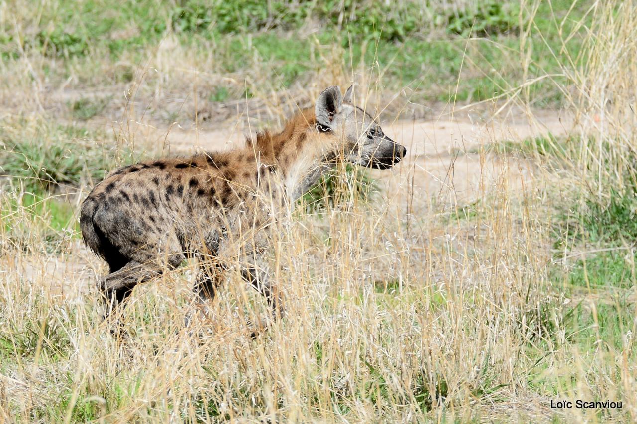 Hyène tachetée/Spotted Hyena (4)