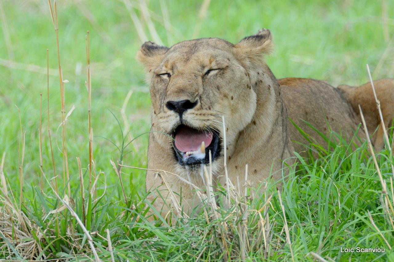 Lion (65)