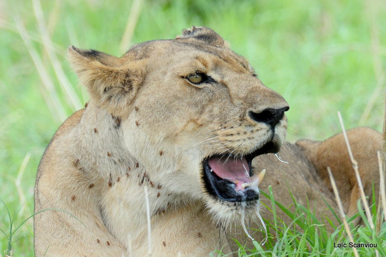 Lion (66)
