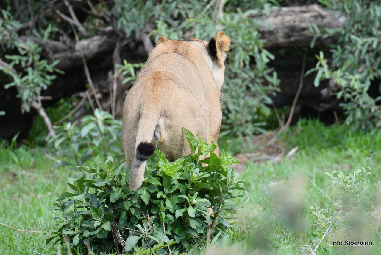 Lion (67)