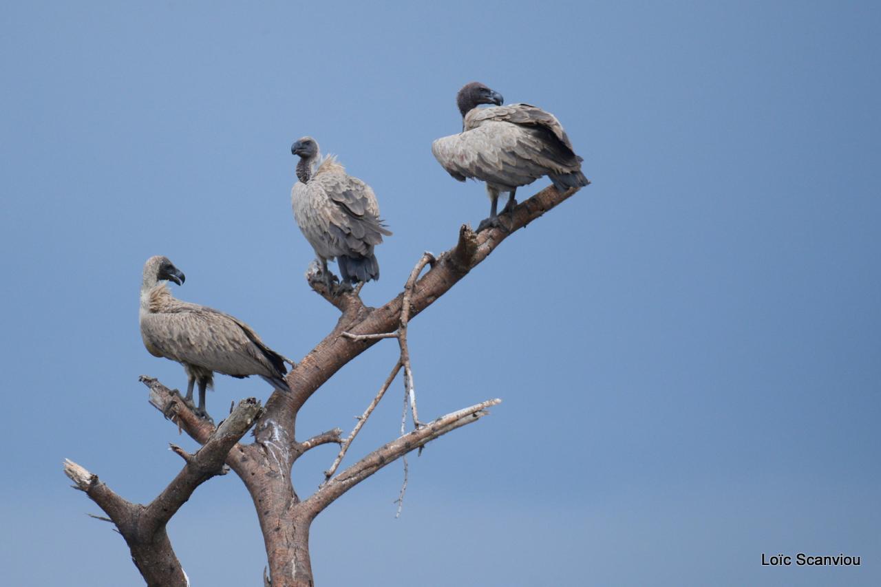Vautours/Vultures (2)