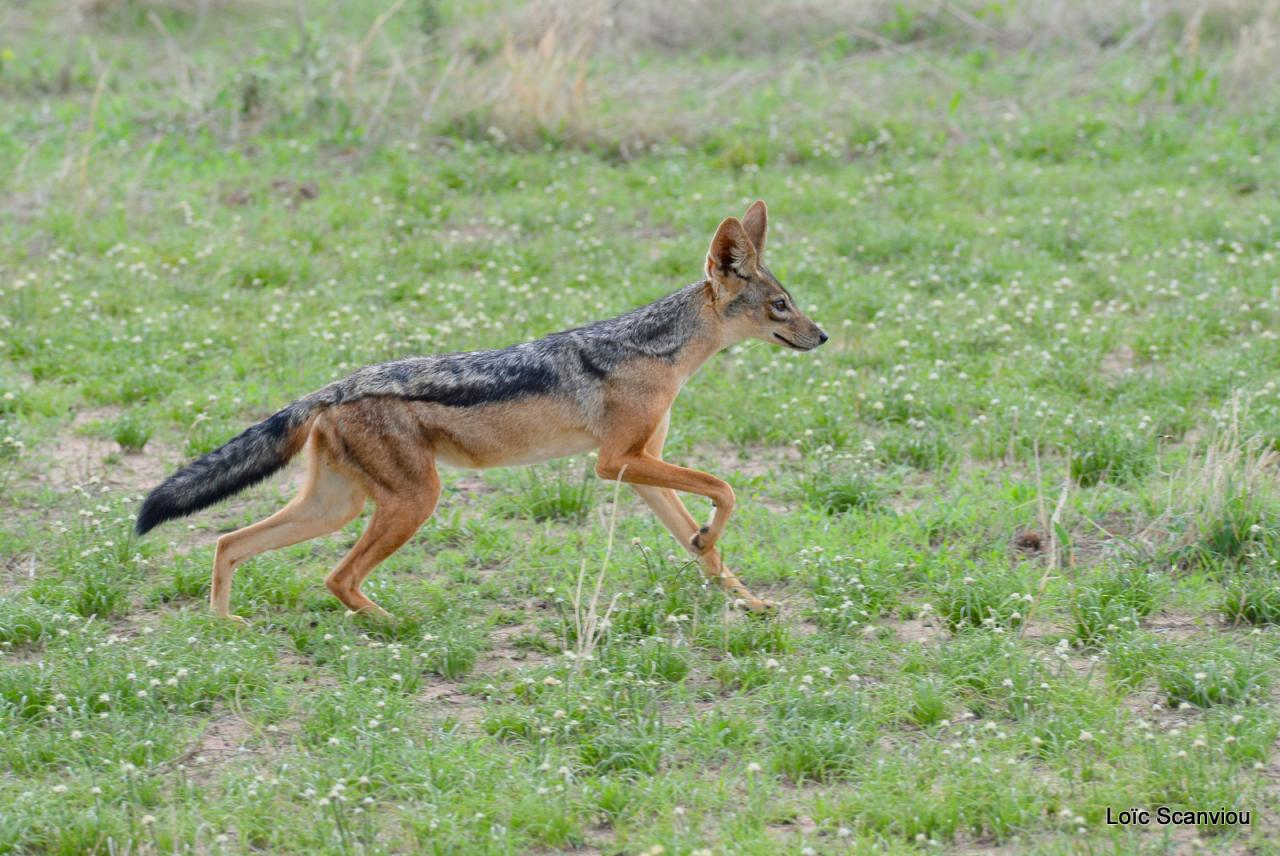 Chacal à chabraque/Black-backed Jackal (5)