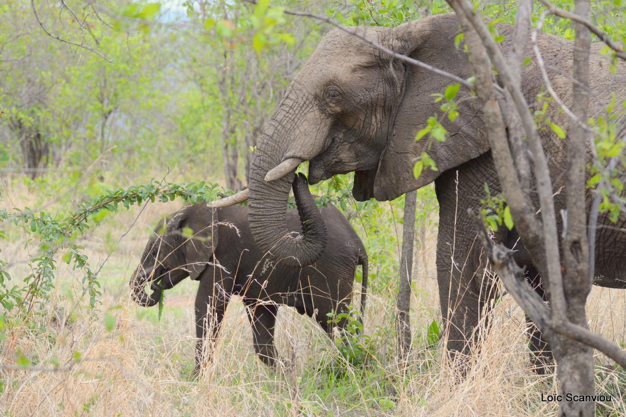 Eléphant (105)