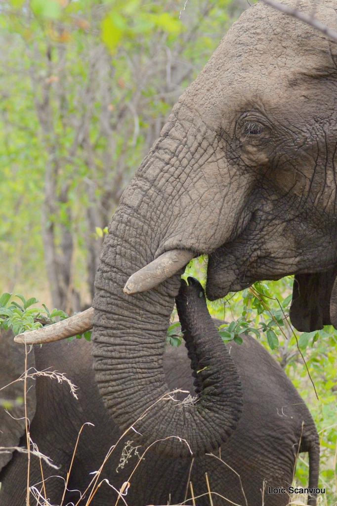 Eléphant (106)