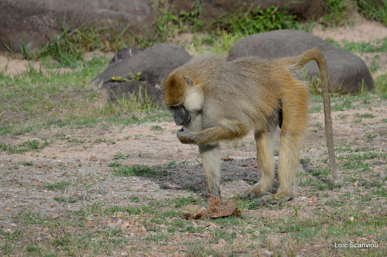 Babouin/Baboon (8)