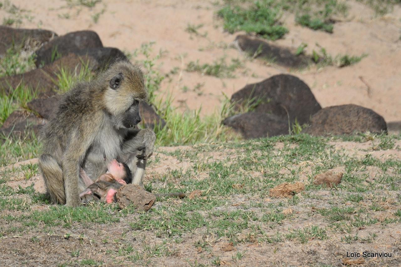 Babouin/Baboon (9)