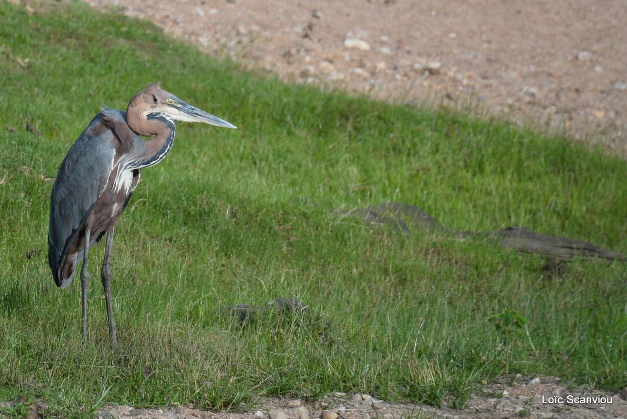 Héron cendré/Grey Heron (1)