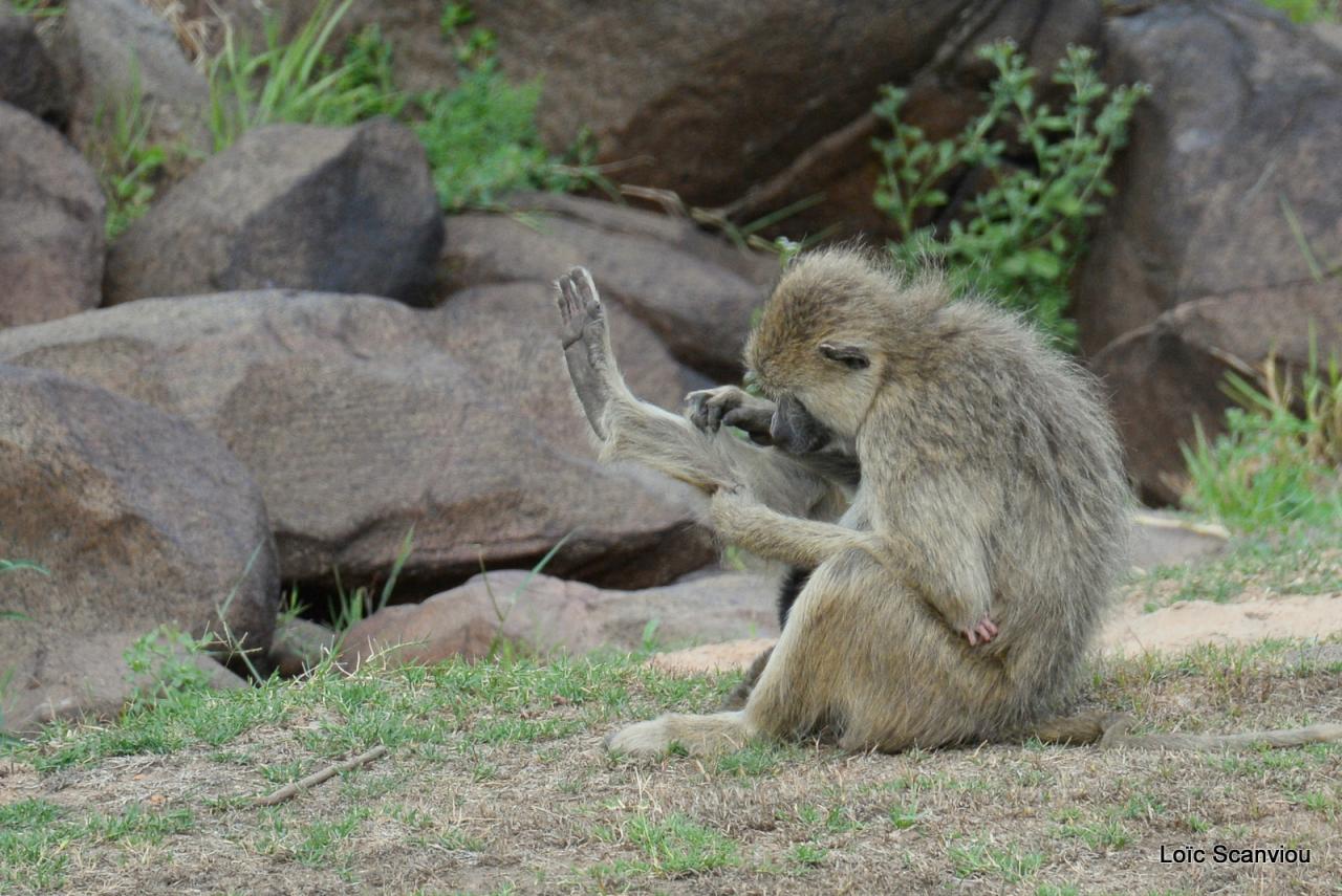Babouin/Baboon (10)