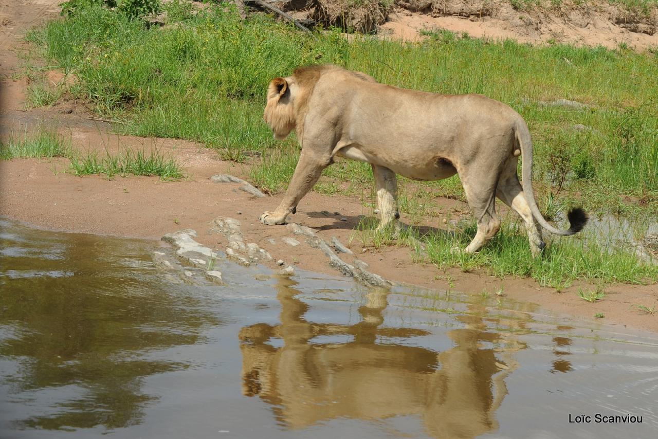 Lion (68)