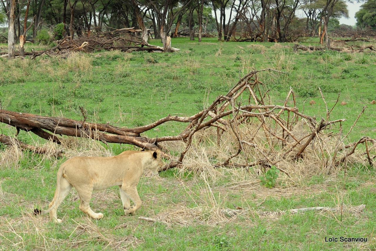 Lion (69)