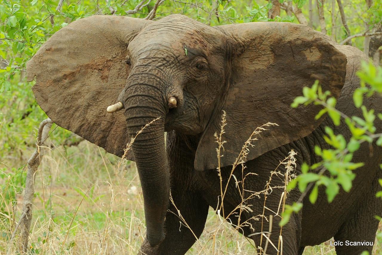 Eléphant (108)