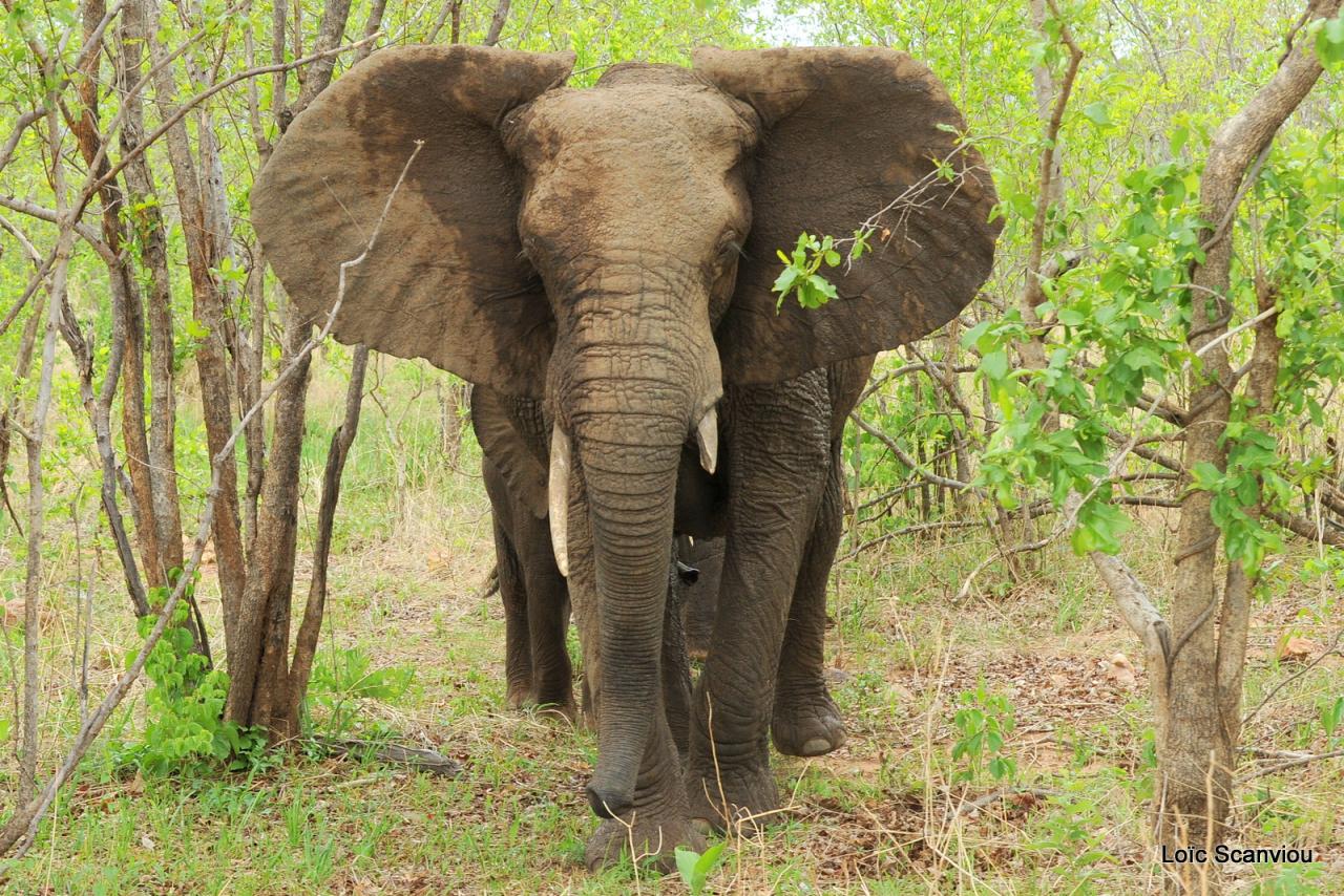 Eléphant (109)