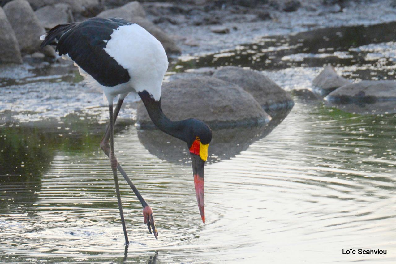 Jabiru d'Afrique/Saddle-billed Stork (3)